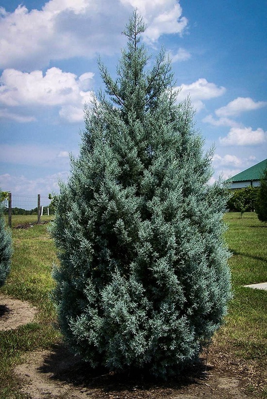 Arizona Cypress - Drought Tolerant | The Tree Center™