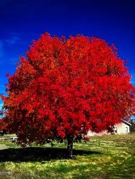 Not For Sale >> Jane Magnolia Tree For Sale Online | The Tree Center Not For Sale >> Jane Magnolia Tree For Sale Online | The Tree Center