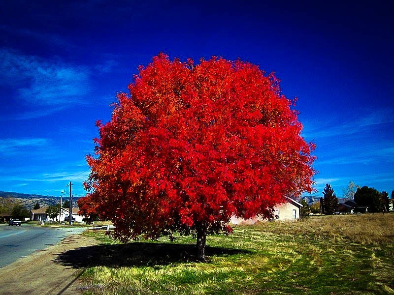 autumn blaze maple