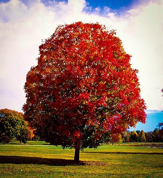 autumn blaze maple height and width