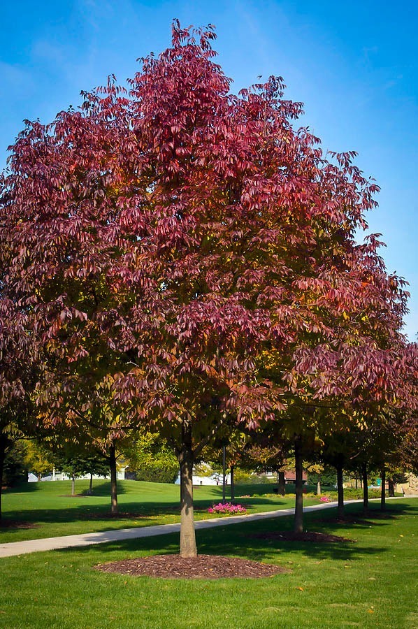 Buy Autumn Purple Ash Tree | The Tree Center™