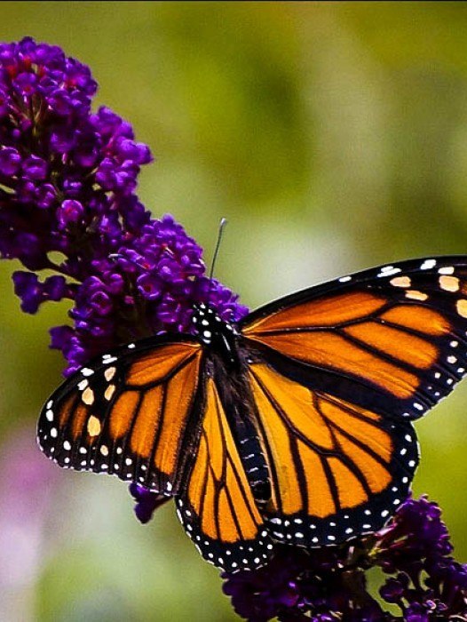 Butterfly Bush
