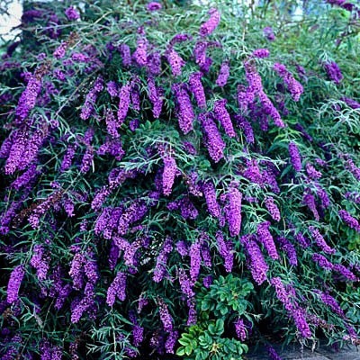 black knight butterfly bush 2