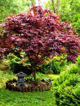 Crimson Queen Anese Maple For Online The Tree Center Bloodgood Anese Maple