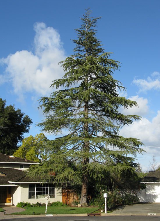 Dwarf Deodar Cedar Tree