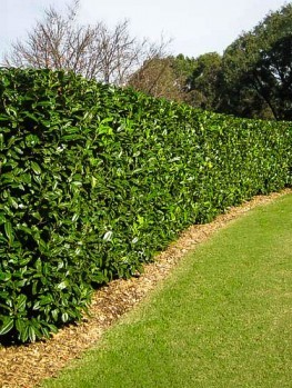Otto Luyken Laurel For Sale | The Tree Center™