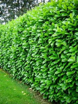 cherry laurels buy cherry