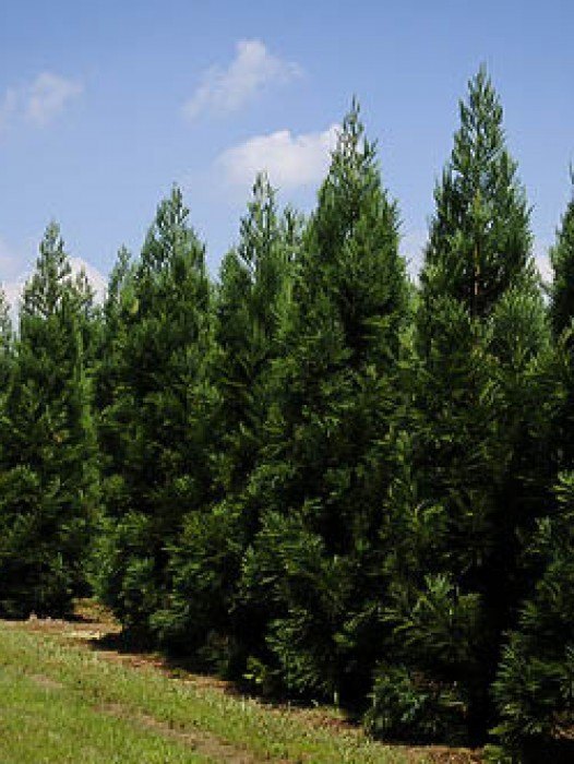 Cryptomeria Trees