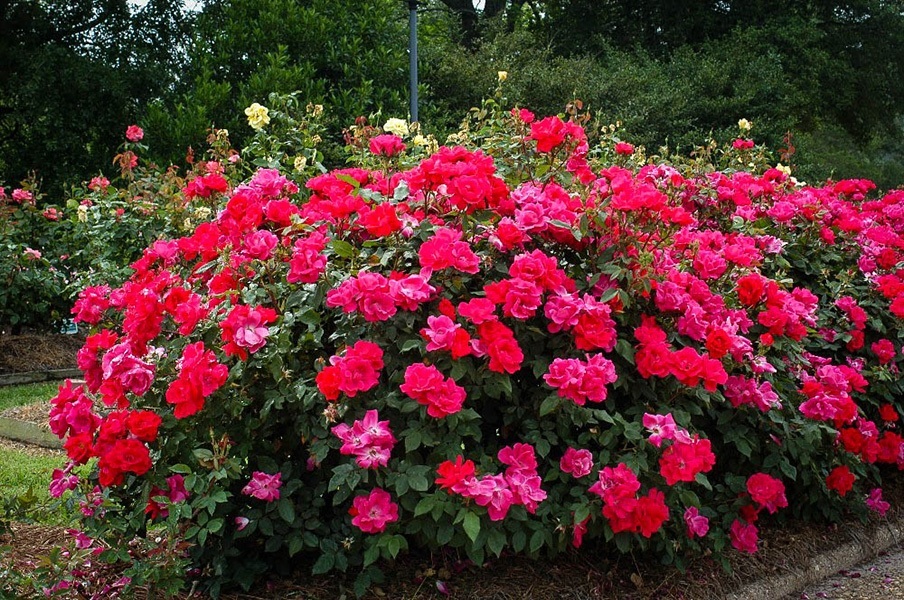 Red Double Knockout Rose For Sale Online | The Tree Center