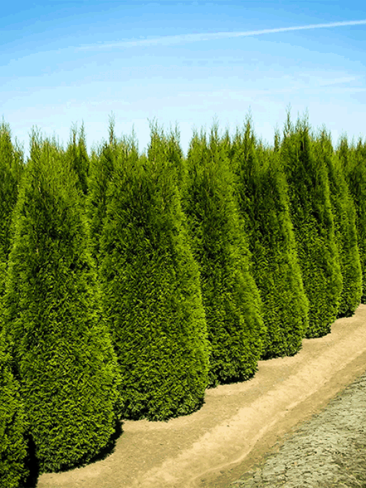 Thuja Trees