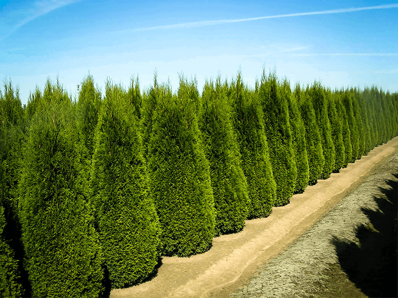 Privacy Trees, Row of Emerald Green Thuja Trees