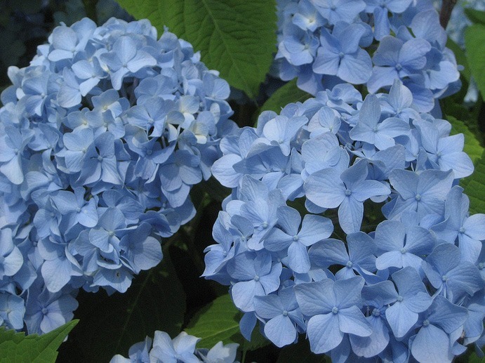 Home Hydrangeas Endless Summer Hydrangea