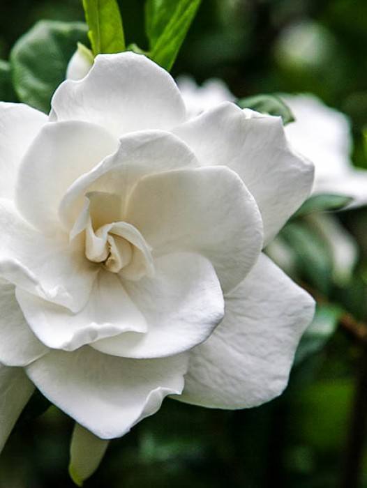 Gardenias