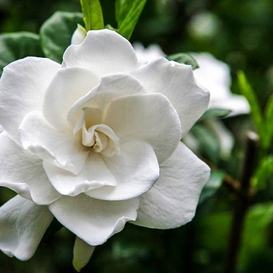 Frost Proof Gardenia For Sale Online | The Tree Center™