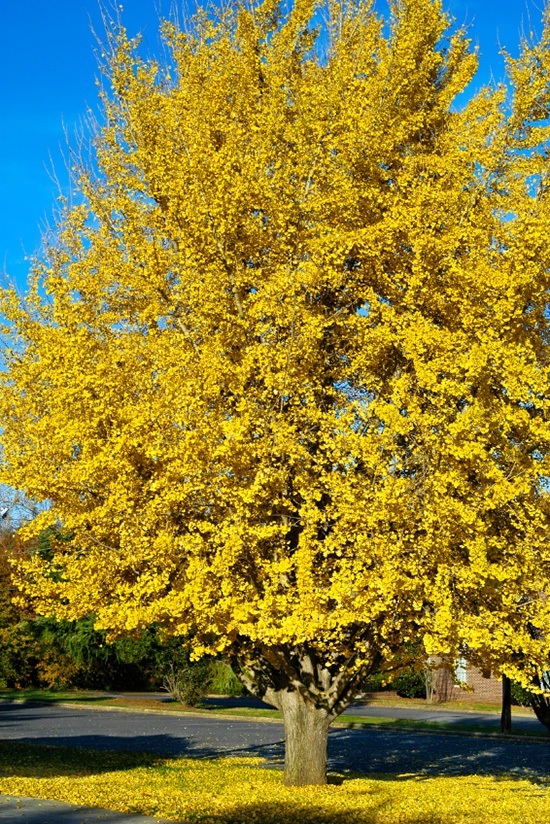 Ginkgo Tree 'Autumn Gold' For Sale Online The Tree Center