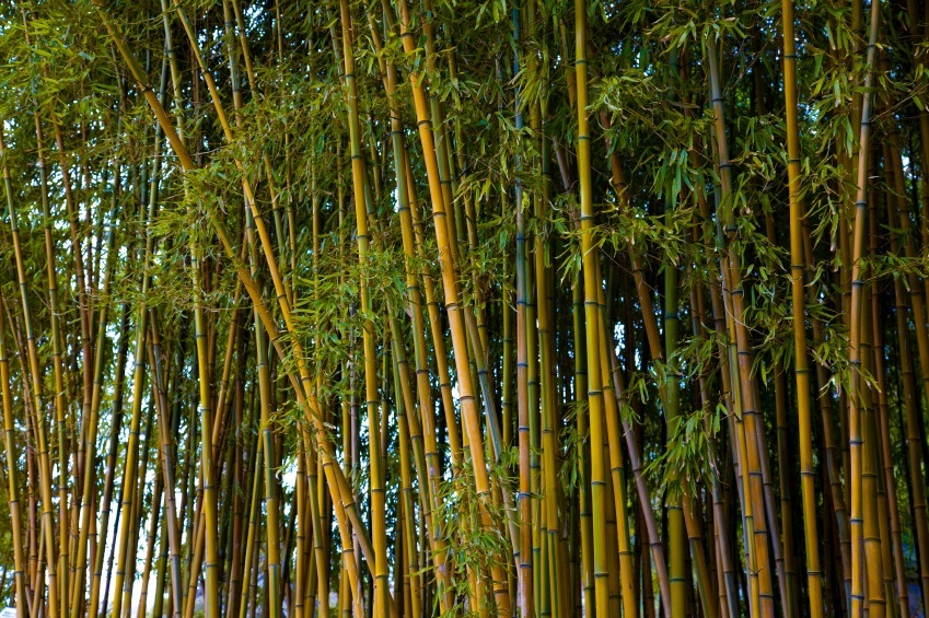 Bamboo Plants The Tree Center™