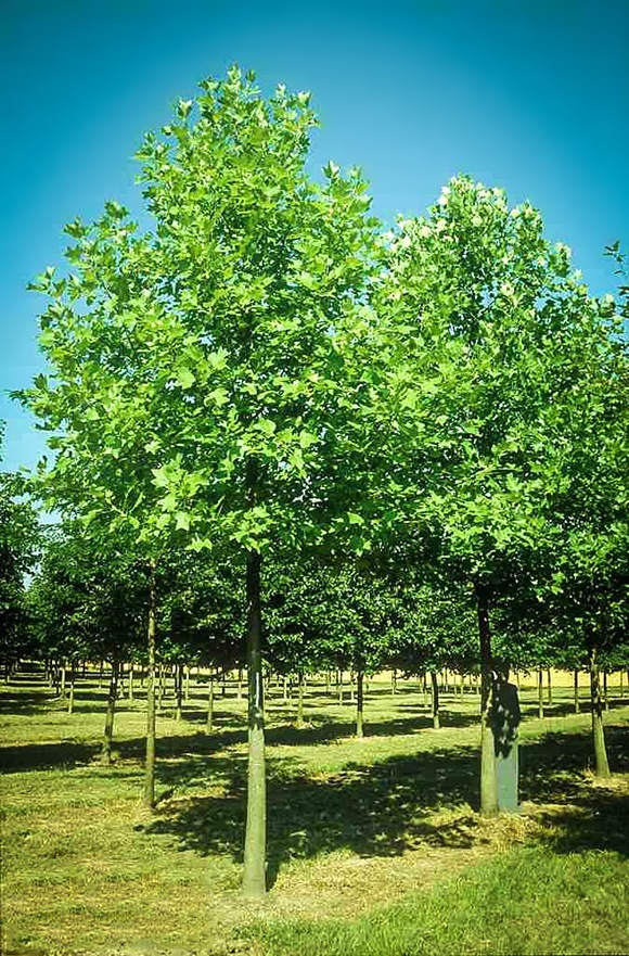 Hybrid Poplar For Sale Online | The Tree Center