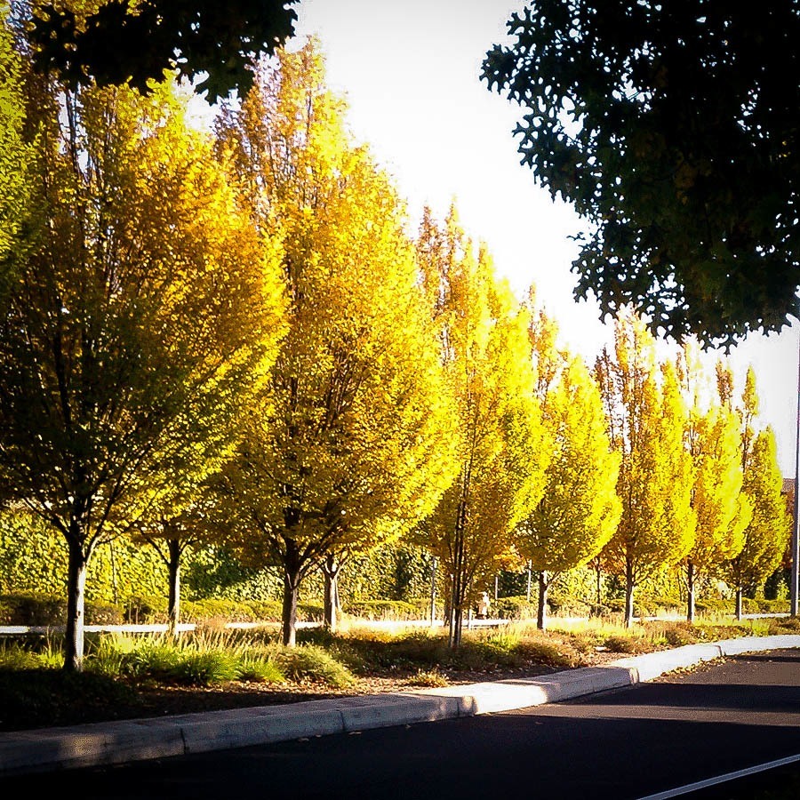 Poplar Tree Identification Guide