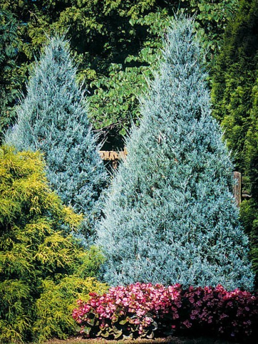 juniper wichita blue 2 526x700