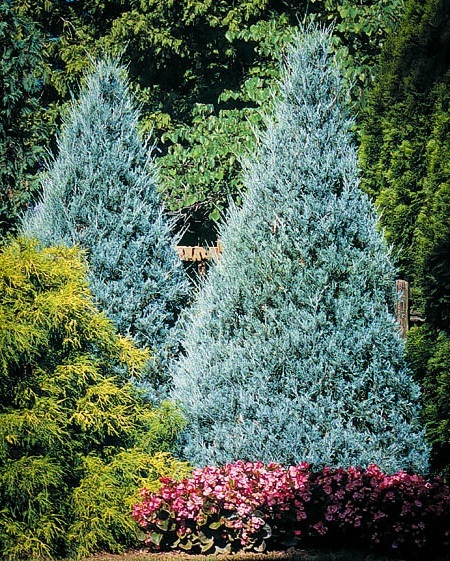 Picture Blue Juniper Tree 108