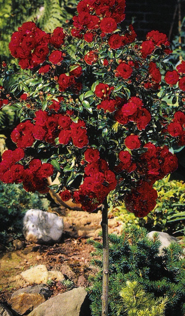 Knockout Rose Tree For Sale Online The Tree Center Knockout Rose Tree For Sale Online The Tree Center