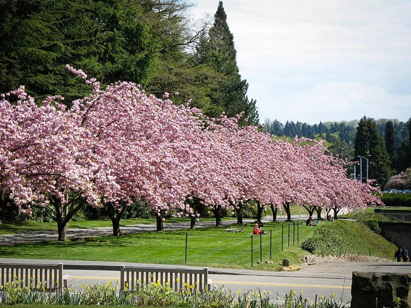 Home Flowering Cherry Trees Kwanzan Cherry Home Flowering Cherry Trees Kwanzan Cherry