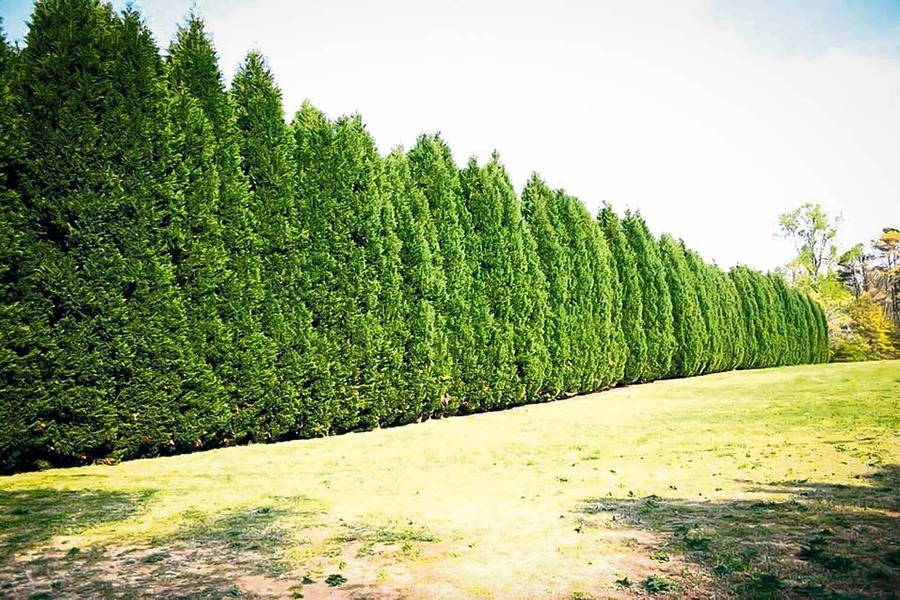 Leyland Cypress - LeylanD Cypress 1