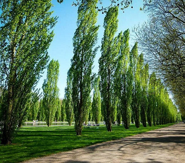 Lombardy Poplar Trees