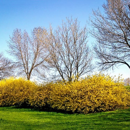 Lynwood Gold Forsythia For Sale Online The Tree Center