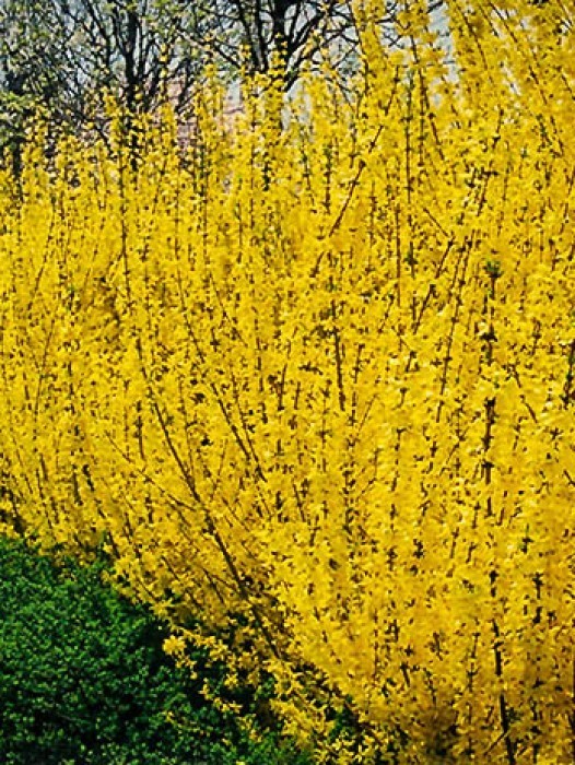 Forsythia