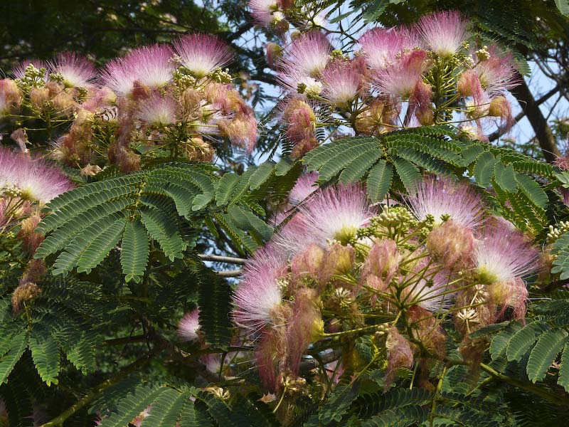 How should mimosa trees be started?