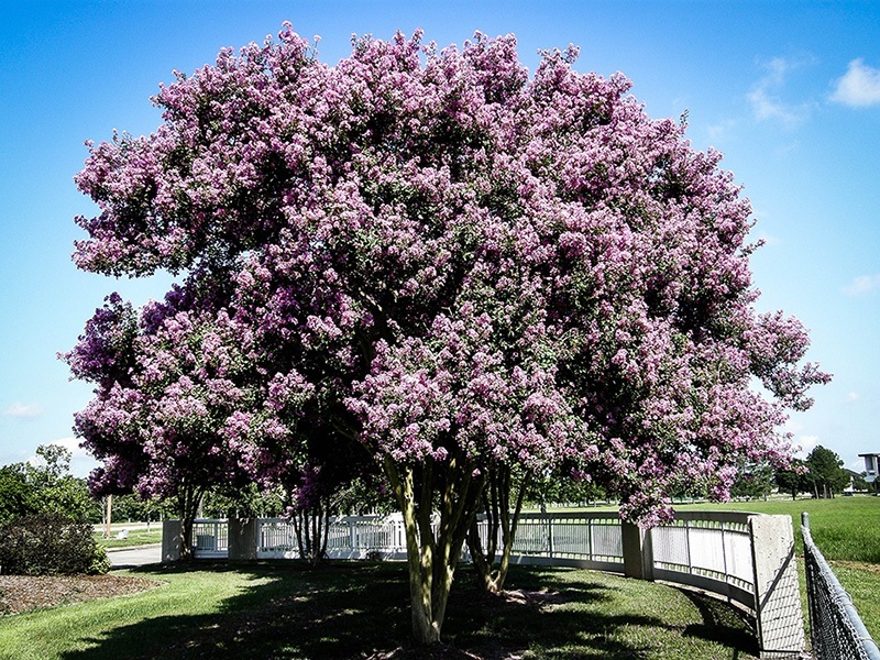 Buy Muskogee Crape Myrtle Online | The Tree Center™