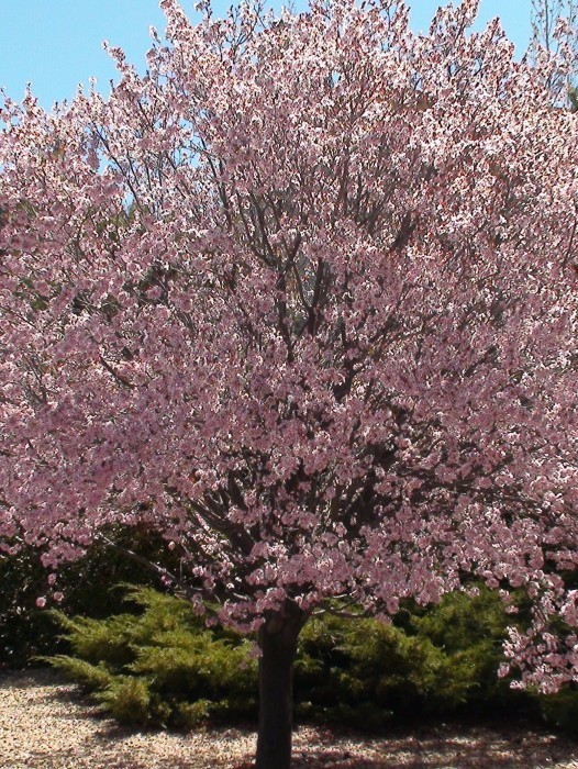 Flowering Plum Trees