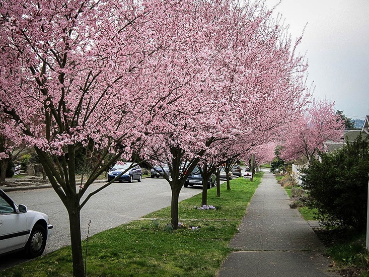 Newport Flowering Plum For Sale Online | The Tree Center
