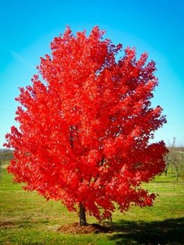flame amur maple for