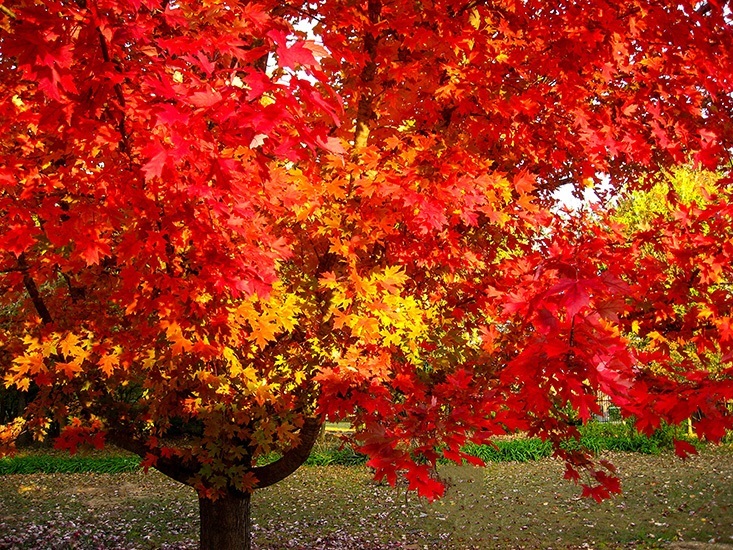 October glory maple the tree center 