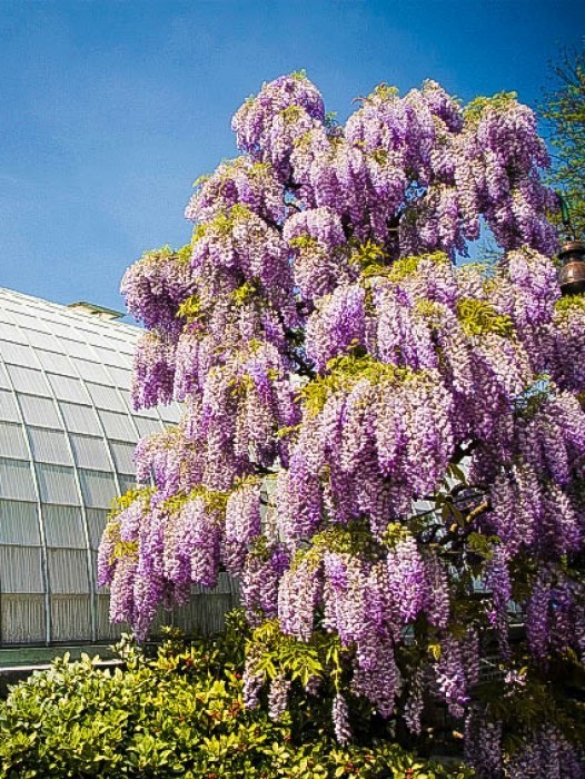 Wisteria Vines