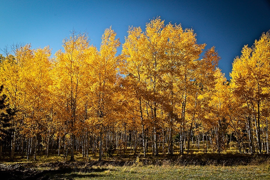 Quaking Aspen For Sale Online The Tree Center