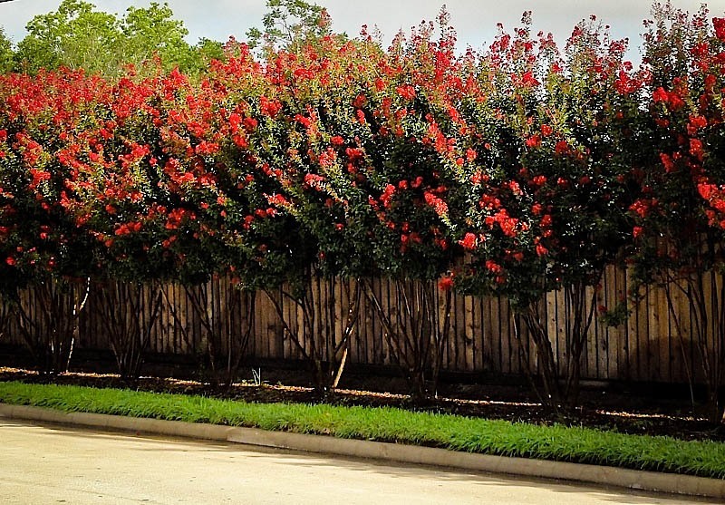 Red Rocket Crape Myrtle Row