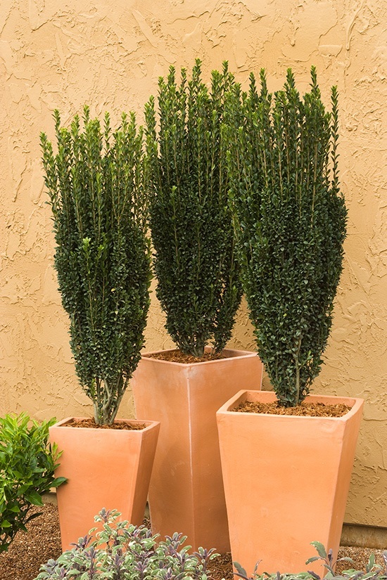 Indoor Plants Suitable For Tall Narrow Pots - Privacy Plants for Balconies