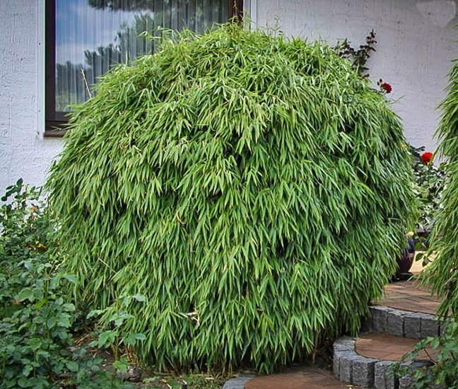 Sunset Glow Bamboo For Sale Online The Tree Center