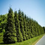 Thuja Green Giant Arborvitaes Row