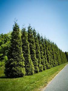 Thuja Green Giant Arborvitaes Row