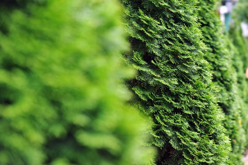 thuja row bokeh