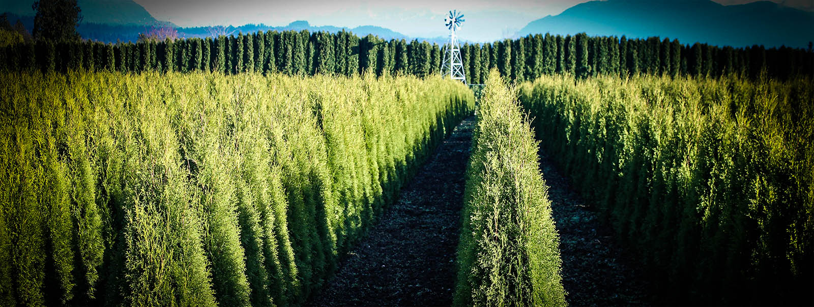 privacy trees the tree