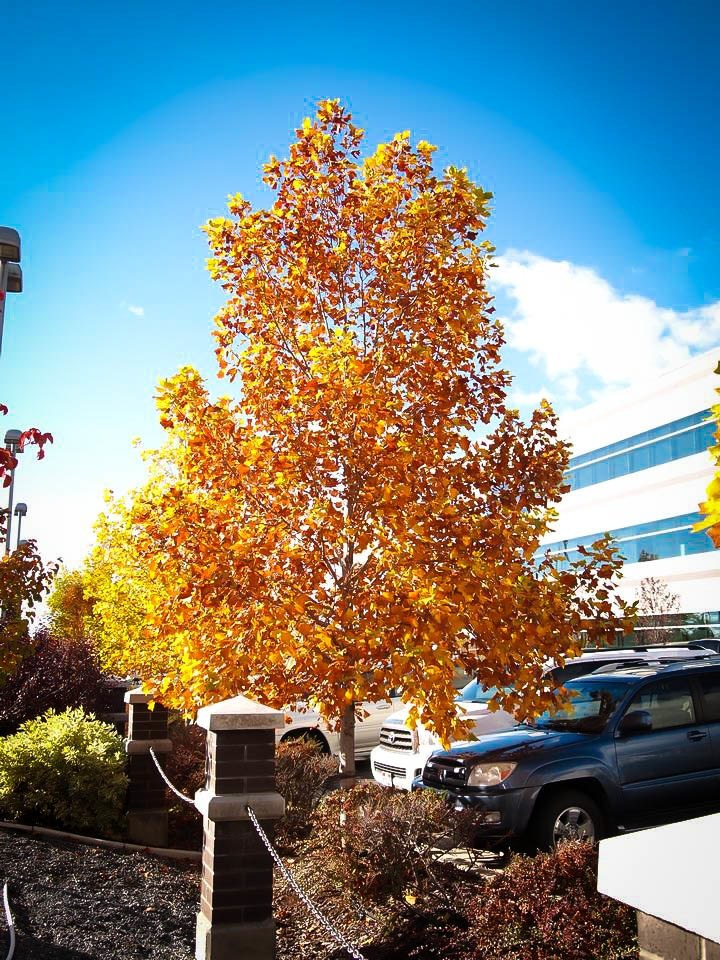 home depot online shopping