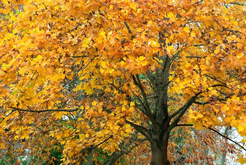 Buy Tulip Poplar Trees Online | The Tree Center™