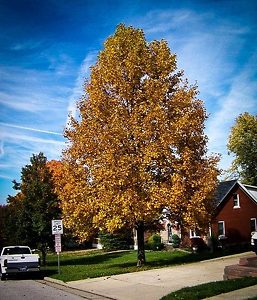 Tulip Poplar Tree