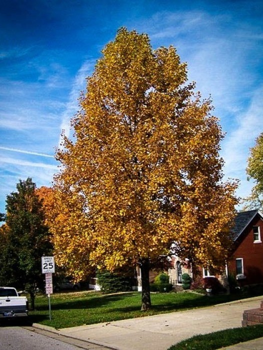 Poplar Trees