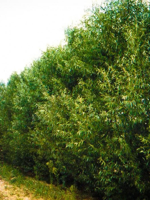 buy wandering willows full version buy wandering willows full version